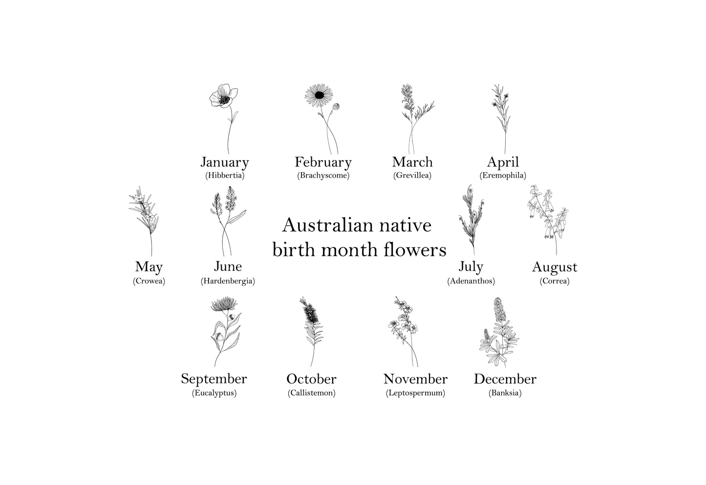 Australian native birth flower